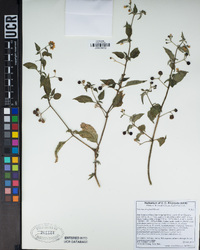 Solanum douglasii image