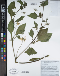 Solanum douglasii image