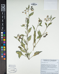 Solanum douglasii image