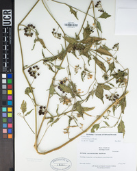 Solanum douglasii image