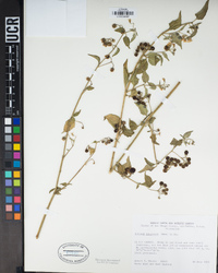 Solanum douglasii image