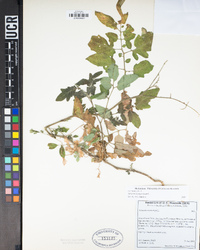 Solanum lycopersicum image