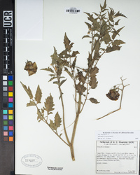 Solanum lycopersicum image