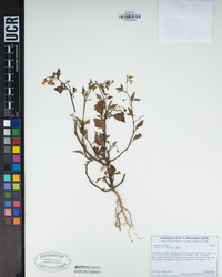 Solanum nigrum image