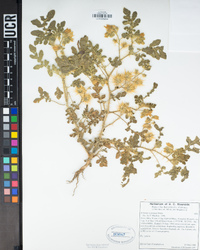 Solanum rostratum image