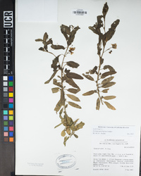 Solanum umbelliferum image