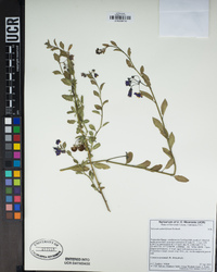 Solanum umbelliferum image