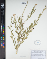 Solanum umbelliferum image