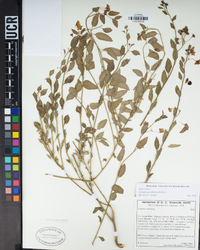 Solanum umbelliferum image