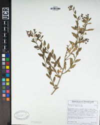 Solanum umbelliferum image