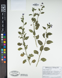 Solanum umbelliferum image