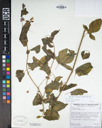 Solanum umbelliferum image