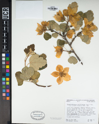 Fremontodendron californicum image