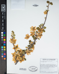 Fremontodendron californicum image