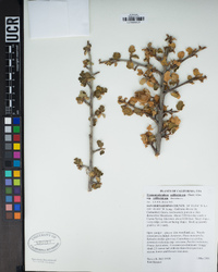 Fremontodendron californicum image