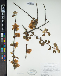 Fremontodendron californicum image