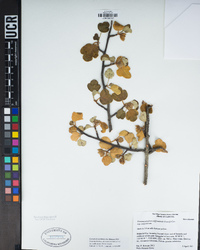 Fremontodendron californicum subsp. californicum image