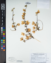 Fremontodendron californicum image