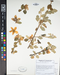 Fremontodendron californicum image