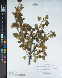 Fremontodendron decumbens image