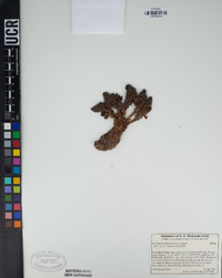 Aphyllon tuberosum image