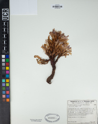 Orobanche californica subsp. feudgei image