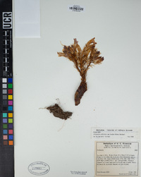 Orobanche californica subsp. feudgei image