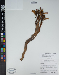 Orobanche californica subsp. feudgei image