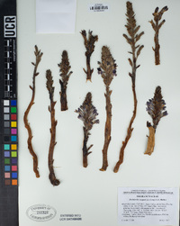 Orobanche cooperi image