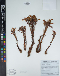 Orobanche fasciculata image