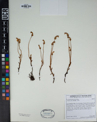 Orobanche fasciculata image