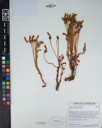 Orobanche fasciculata image