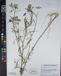 Clarkia dudleyana image