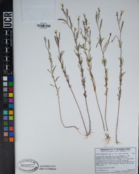 Clarkia epilobioides image