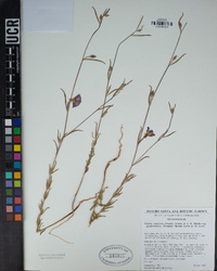 Clarkia purpurea image