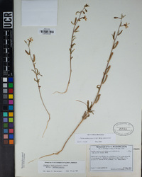 Clarkia tembloriensis subsp. tembloriensis image