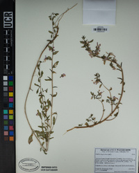 Clarkia unguiculata image