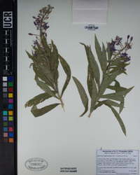 Chamaenerion angustifolium subsp. circumvagum image