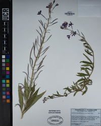 Chamaenerion angustifolium subsp. circumvagum image