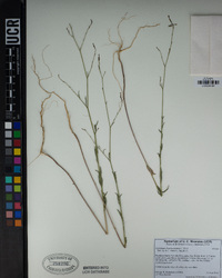 Epilobium brachycarpum image