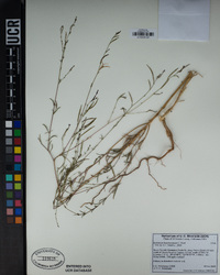 Epilobium brachycarpum image