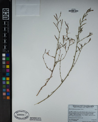 Epilobium brachycarpum image