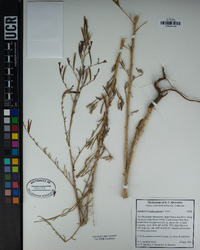 Epilobium brachycarpum image