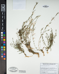 Epilobium brachycarpum image