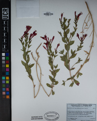 Epilobium canum image