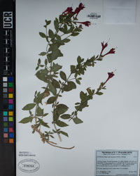 Epilobium canum image