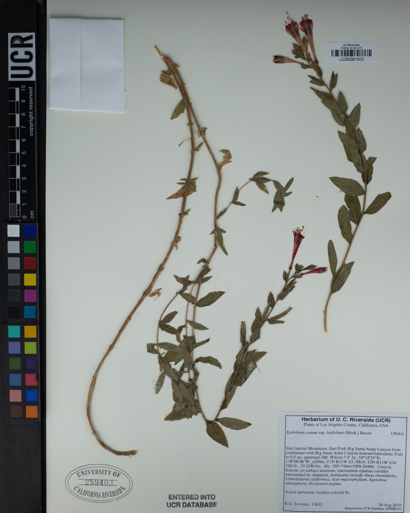 Epilobium canum image