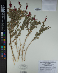 Epilobium canum image