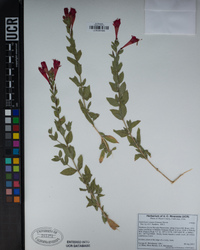 Epilobium canum image