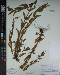 Epilobium ciliatum image